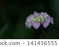 Pink lacecap hydrangeas that bloom during the rainy season 141456555