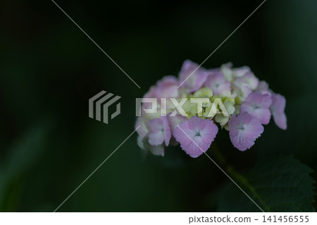 Pink lacecap hydrangeas that bloom during the rainy season Pink lacecap hydrangeas that bloom during the rainy season 141456555