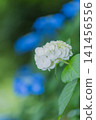 White hydrangea blooming in the rainy season 141456556