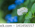 Blue hydrangea blooming in the rainy season 141456557
