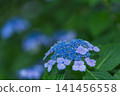 Blue hydrangea blooming in the rainy season 141456558