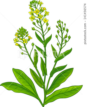 Camelina Sativa Plant Colored Illustration Camelina Sativa Plant Colored Illustration 141456574