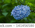 Blue, ball-shaped hydrangeas blooming in the rainy season 141456580