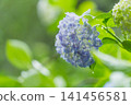 Blue, ball-shaped hydrangeas blooming in the rainy season 141456581