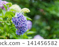 Purple hydrangeas with ball-shaped blossoms that bloom during the rainy season 141456582