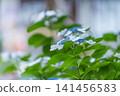 Blue hydrangea blooming in the rainy season 141456583