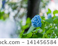 Blue hydrangea blooming in the rainy season 141456584