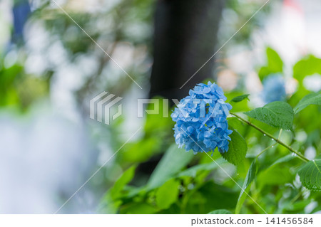 Blue hydrangea blooming in the rainy season Blue hydrangea blooming in the rainy season 141456584