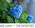 Blue, ball-shaped hydrangeas blooming in the rainy season 141456585