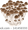 Cute hand-drawn style illustration of shimeji mushrooms (mushrooms, vegetables, ingredients, autumn, color, illustration) 141456593