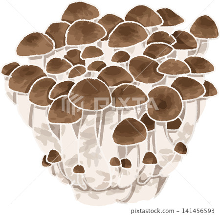 Cute hand-drawn style illustration of shimeji mushrooms (mushrooms, vegetables, ingredients, autumn, color, illustration) Cute hand-drawn style illustration of shimeji mushrooms (mushrooms, vegetables, ingredients, autumn, color, illustration) 141456593