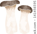 Cute hand-drawn style illustration of king oyster mushroom (mushroom, vegetable, food ingredient, autumn, color, illustration) 141456595