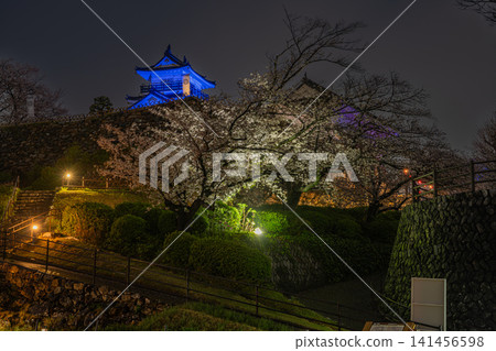 夜幕降臨,濱松城燈火輝煌,櫻花盛開,構成了一幅美麗的畫面(靜岡縣濱松市)。 夜幕降臨,濱松城燈火輝煌,櫻花盛開,構成了一幅美麗的畫面(靜岡縣濱松市)。 141456598