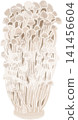 Cute, hand-drawn style illustration of enoki mushrooms (mushrooms, vegetables, ingredients, autumn, color, illustration) 141456604