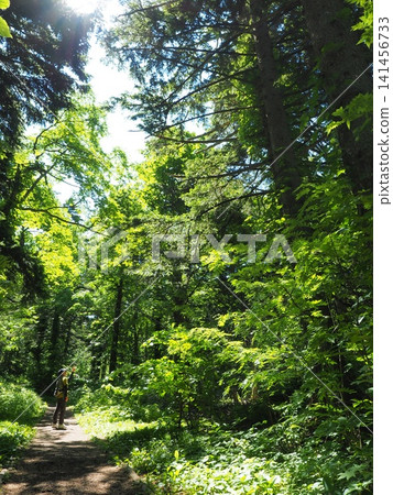 walk in the green forest walk in the green forest 141456733
