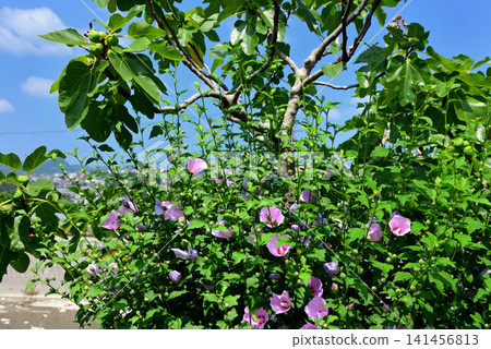 Mukuge Scenery Mukuge Scenery 141456813