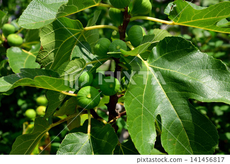 Blue fig fruit 141456817