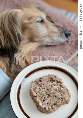 一隻對食物毫無興趣的老人迷你臘腸犬。 一隻對食物毫無興趣的老人迷你臘腸犬。 141456942