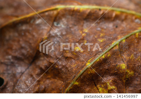 Exploring the intricate textures of autumn leaves in a serene forest setting Exploring the intricate textures of autumn leaves in a serene forest setting 141456997