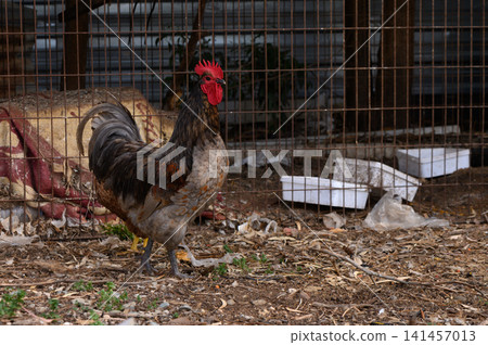 Colorful rooster exploring its surroundings at a rustic farmyard in the early morning light, showcasing vibrant plumage and lively personality Colorful rooster exploring its surroundings at a rustic farmyard in the early morning light, showcasing vibrant plumage and lively personality 141457013