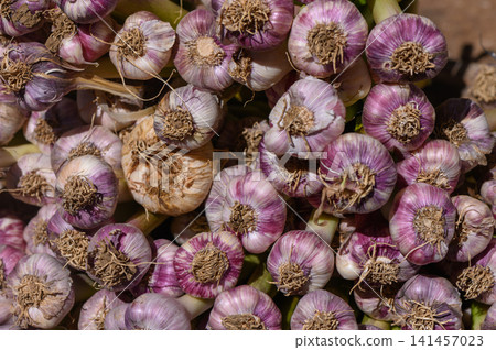 Freshly harvested garlic bundles lie in the warm sunlight, ready for market display and culinary adventures Freshly harvested garlic bundles lie in the warm sunlight, ready for market display and culinary adventures 141457023