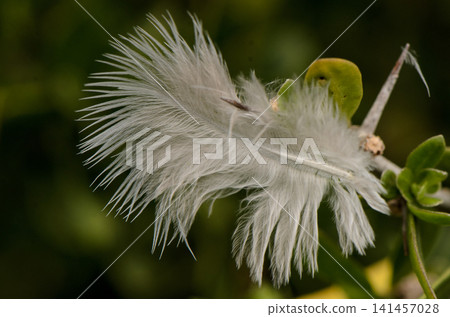 Delicate feathers glistening in the morning light while resting on vibrant green leaves in a lush forest setting Delicate feathers glistening in the morning light while resting on vibrant green leaves in a lush forest setting 141457028