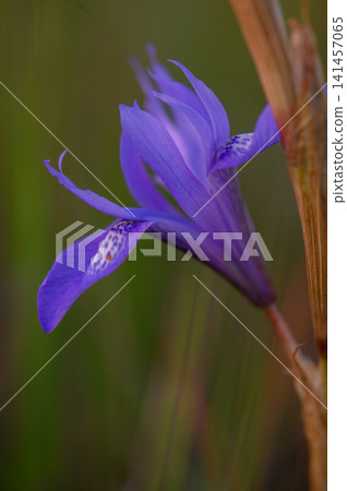 Vibrant purple wildflower blooming gracefully in a serene natural setting during golden hour Vibrant purple wildflower blooming gracefully in a serene natural setting during golden hour 141457065