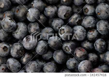 Lush blueberries burst with flavor, waiting to be picked in a sunny orchard during the warm summer season Lush blueberries burst with flavor, waiting to be picked in a sunny orchard during the warm summer season 141457416