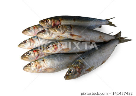 Pile of Fresh Raw Sardines Isolated Pile of Fresh Raw Sardines Isolated 141457482