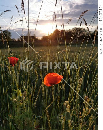 Red poppies at sunset in a field Red poppies at sunset in a field 141457504