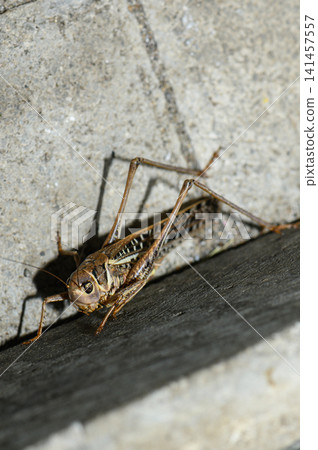 Intricate details of a grasshopper exploring rough stone textures under warm sunlight Intricate details of a grasshopper exploring rough stone textures under warm sunlight 141457557