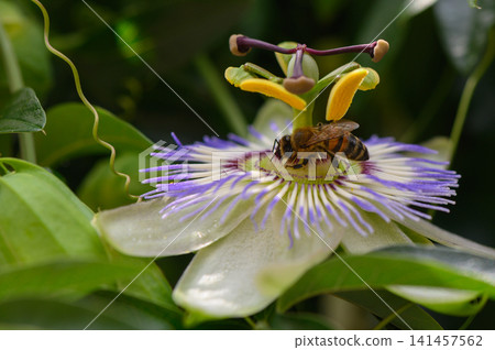 bee collecting nectar from a passion flower in a serene natural outdoor setting with vivid colors and a close-up perspective, showcasing the beauty of nature and wildlife photography. bee collecting nectar from a passion flower in a serene natural outdoor setting with vivid colors and a close-up perspective, showcasing the beauty of nature and wildlife photography. 141457562