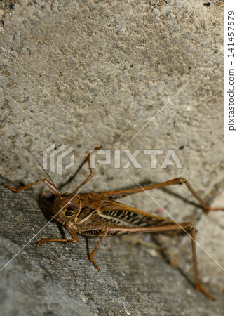 Close encounter with a grasshopper exploring a textured surface in a quiet corner of nature 141457579