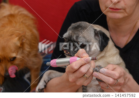 woman carefully trimming dog's nails with a plastic and metal tool in a calm indoor setting, focused on the task at home or possibly in a pet grooming salon, close-up side view. woman carefully trimming dog's nails with a plastic and metal tool in a calm indoor setting, focused on the task at home or possibly in a pet grooming salon, close-up side view. 141457592