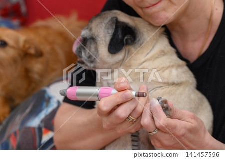 dog having nails trimmed by person with rings in calm indoor setting with metallic trimmer and beige fur, close-up view of focused action on pug's paw, pet care services, dog grooming, calm. dog having nails trimmed by person with rings in calm indoor setting with metallic trimmer and beige fur, close-up view of focused action on pug's paw, pet care services, dog grooming, calm. 141457596