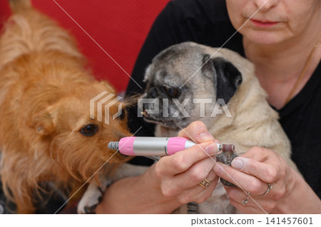 trimming dog nails with a grinder in an indoor setting, routine pet care for pugs and golden retrievers, close-up shot focusing on the action of trimming dog nails. trimming dog nails with a grinder in an indoor setting, routine pet care for pugs and golden retrievers, close-up shot focusing on the action of trimming dog nails. 141457601
