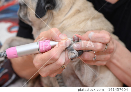 trimming dog's nails with electric clipper in indoor setting close-up on hands and paw routine pet care process at home or office space for grooming services and owner care. trimming dog's nails with electric clipper in indoor setting close-up on hands and paw routine pet care process at home or office space for grooming services and owner care. 141457604