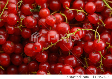 clustered red currants in a fresh and vibrant close-up view with green stems and a clean background for food photography and healthy eating concepts. natural products. clustered red currants in a fresh and vibrant close-up view with green stems and a clean background for food photography and healthy eating concepts. natural products. 141457608