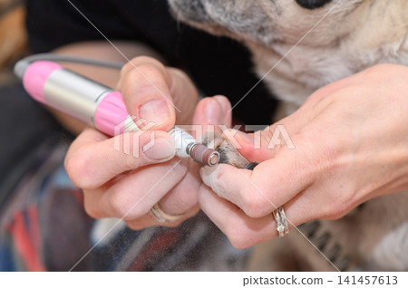 dog getting nail trimming with electric grinder in indoor setting, calm routine care, close-up view, top-down perspective, pink and silver colors, pet grooming services, dog paw, metal, pet. dog getting nail trimming with electric grinder in indoor setting, calm routine care, close-up view, top-down perspective, pink and silver colors, pet grooming services, dog paw, metal, pet. 141457613