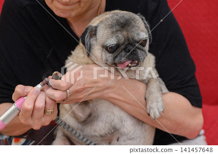 pug having nails trimmed with electric clipper in indoor setting, possibly at home or a grooming salon, neutral mood, close-up focusing on the dog and the nail trimming process. pug having nails trimmed with electric clipper in indoor setting, possibly at home or a grooming salon, neutral mood, close-up focusing on the dog and the nail trimming process. 141457648