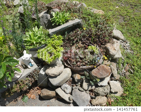 A garden adorned with creeping thyme and succulents. A garden adorned with creeping thyme and succulents. 141457761