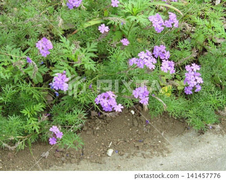 Verbena purple flowers Verbena purple flowers 141457776