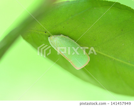 Macro photograph of a planthopper resting on the underside of a leaf. Macro photograph of a planthopper resting on the underside of a leaf. 141457949