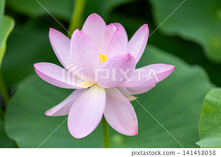 Beautiful pink lotus flowers Beautiful pink lotus flowers 141458038