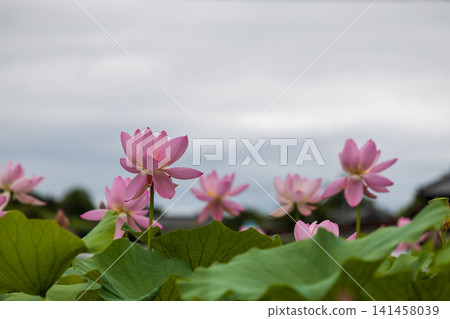 Beautiful pink lotus flowers 141458039