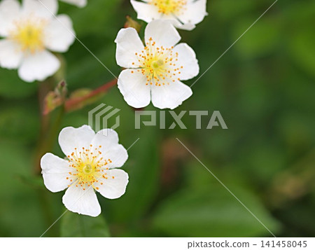 Ecological photographs of wild rose flowers Ecological photographs of wild rose flowers 141458045