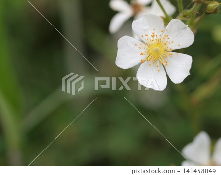 Ecological photographs of wild rose flowers Ecological photographs of wild rose flowers 141458049