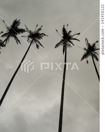 Cloudy skies and palm trees in Wulai, Taiwan Cloudy skies and palm trees in Wulai, Taiwan 141458122