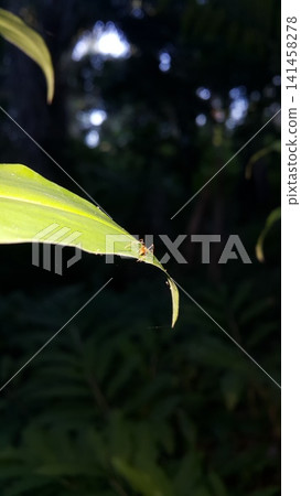 Weaver ants (Oecophylla) on green leaves. Shot in the forest. Weaver ants (Oecophylla) on green leaves. Shot in the forest. 141458278