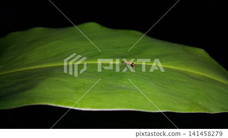 Weaver ants (Oecophylla) on green leaves. Shot in the forest. Weaver ants (Oecophylla) on green leaves. Shot in the forest. 141458279